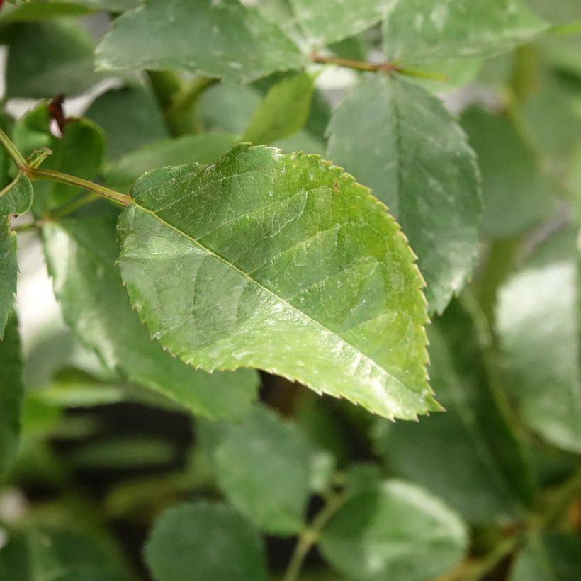 Roseira floribunda Walferdange (Folhagem)