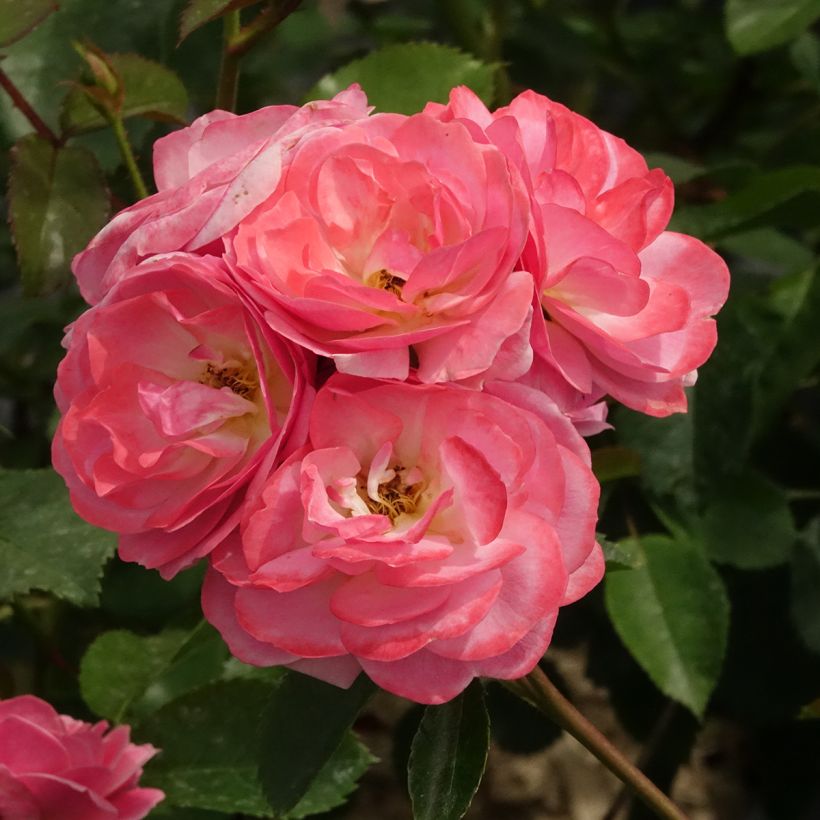 Roseira floribunda Walferdange (Floração)
