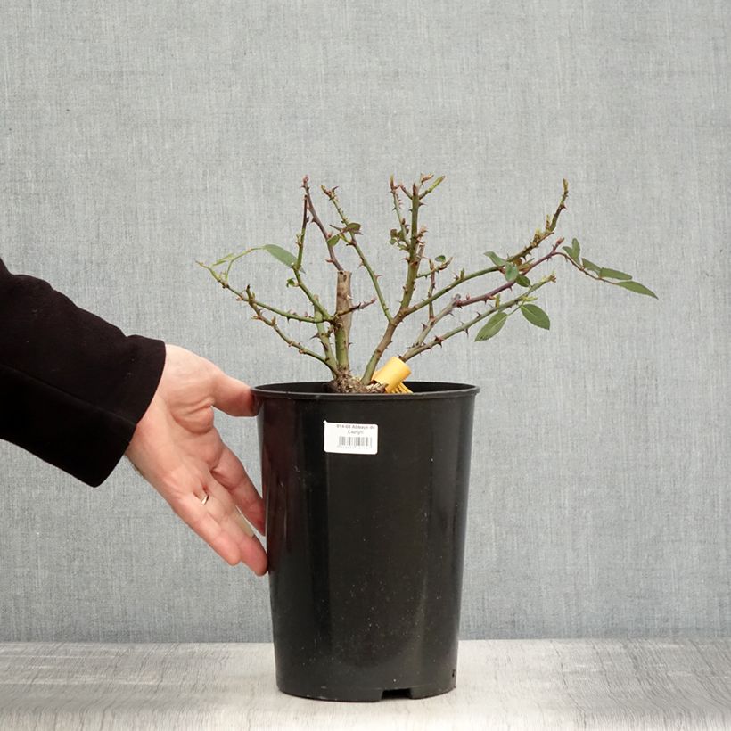 Amostra de Rosier à grandes fleurs Abbaye de Cluny Vaso de 4 L/5 L tal como entregue no inverno