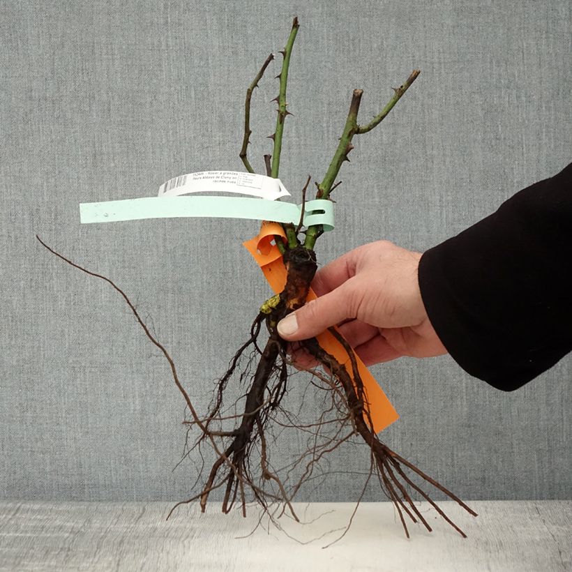 Amostra de Rosier à grandes fleurs Abbaye de Cluny Raízes nuas tal como entregue no inverno