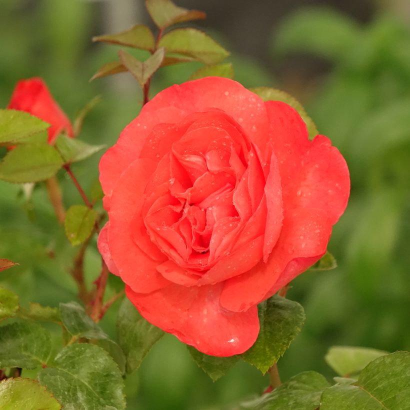 Roseira de flor grande Agatha (Floração)