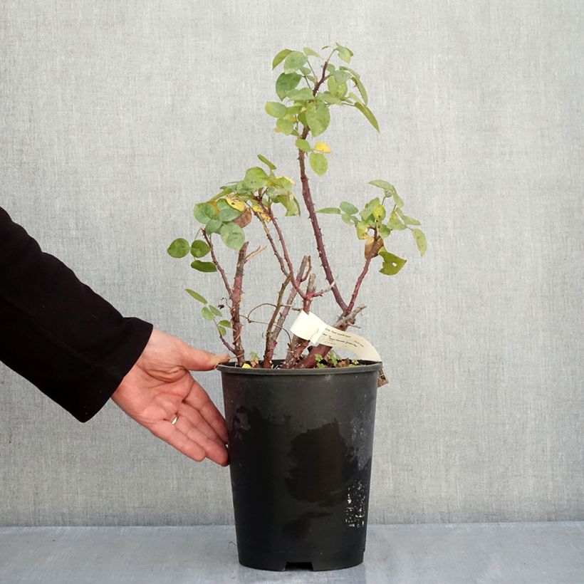 Amostra de Roseira de flor grande Agatha Vaso de 4 L/5 L tal como entregue no outono