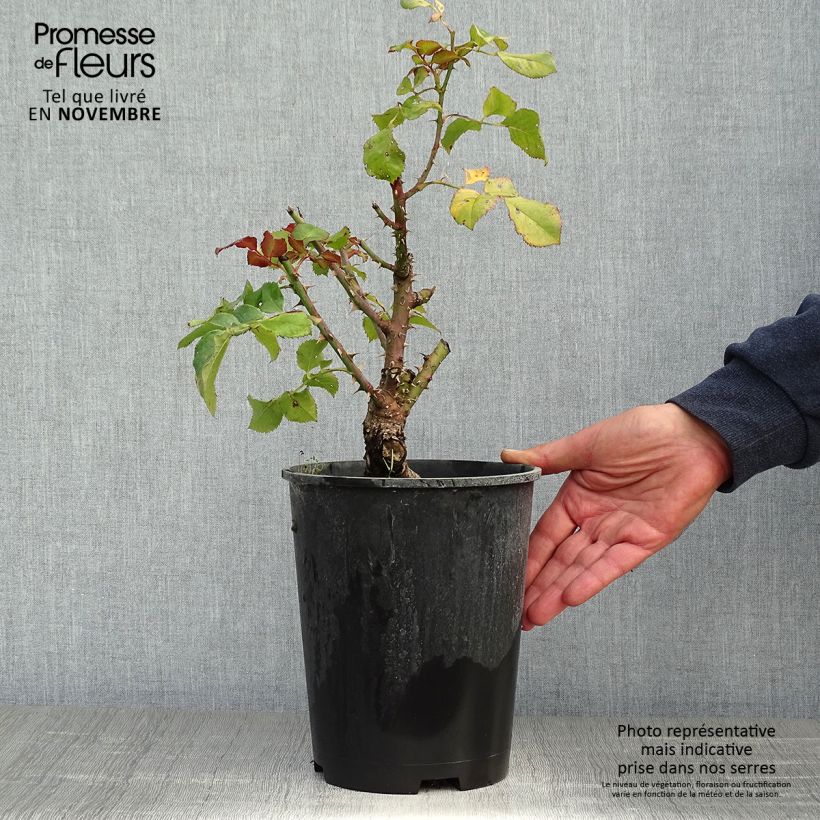 Amostra de Roseira de flor grande Agnès B Vaso de 4 L/5 L tal como entregue no outono