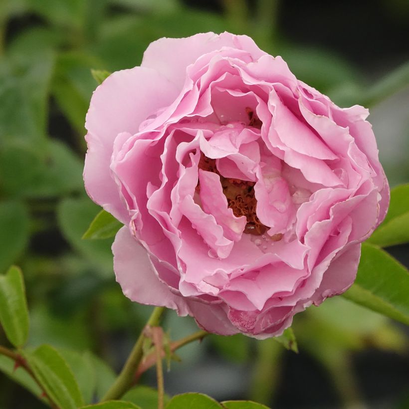 Roseira de flor grande Alexandra David Neel (Floração)
