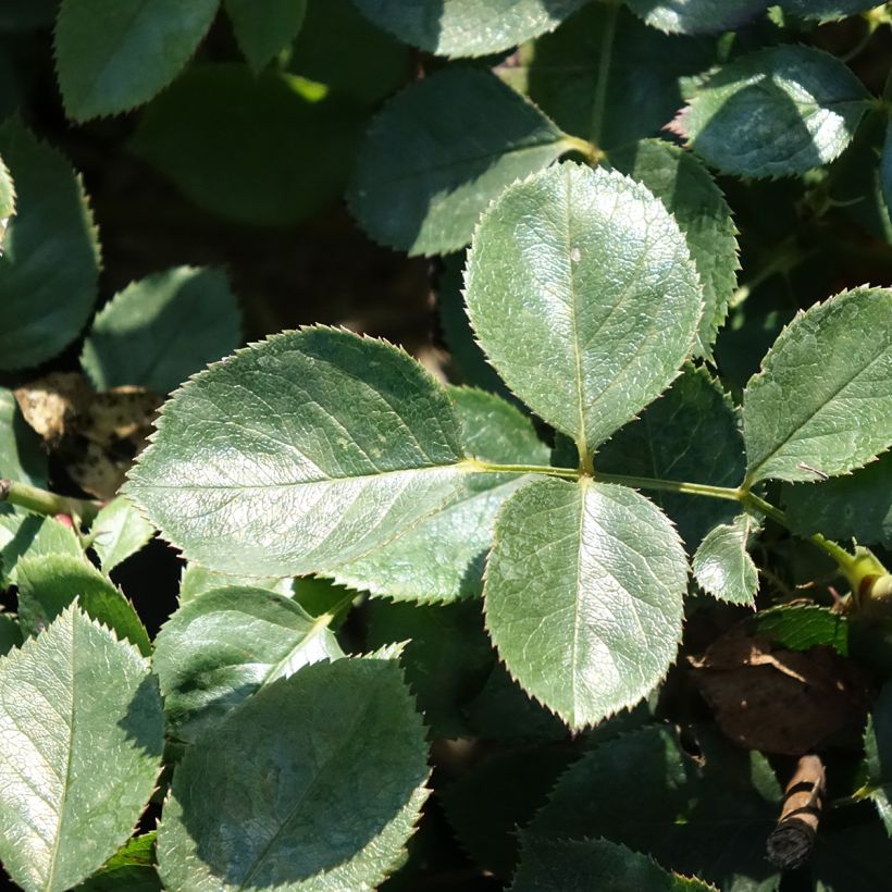 Roseira de flor grande Alexandre Astier (Folhagem)