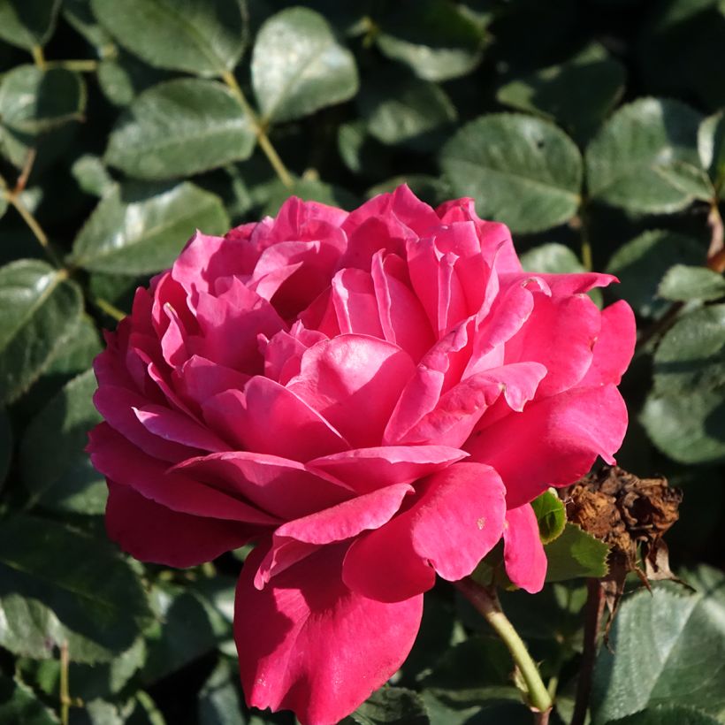 Roseira de flor grande Alexandre Astier (Floração)