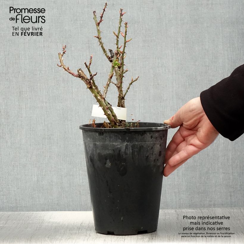 Amostra de Rosier à grandes fleurs Anahe Pot de 4L/5L tal como entregue no inverno