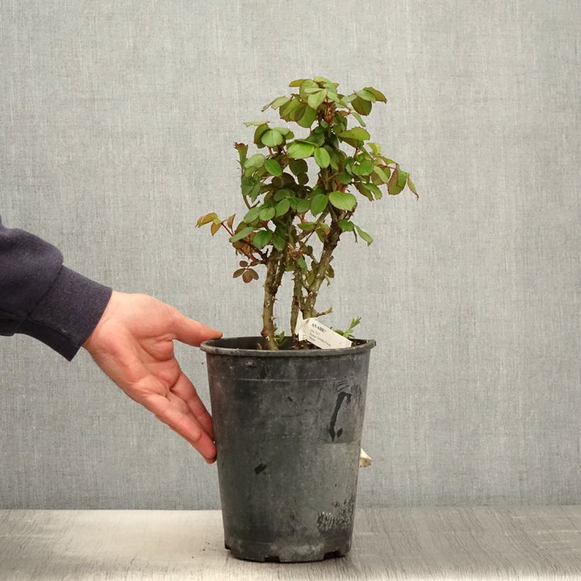 Amostra de Roseira de flor grande Anahe Vaso de 4 L/5 L tal como entregue na primavera