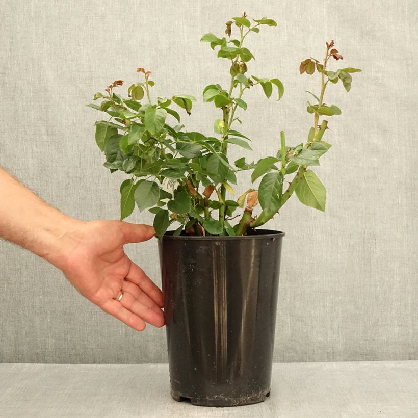 Amostra de Roseira de flor grande Anastasia Vaso de 4 L/5 L tal como entregue no verão
