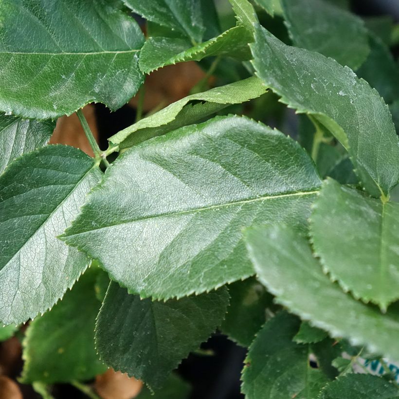 Roseira de flor grande Anastasia (Folhagem)