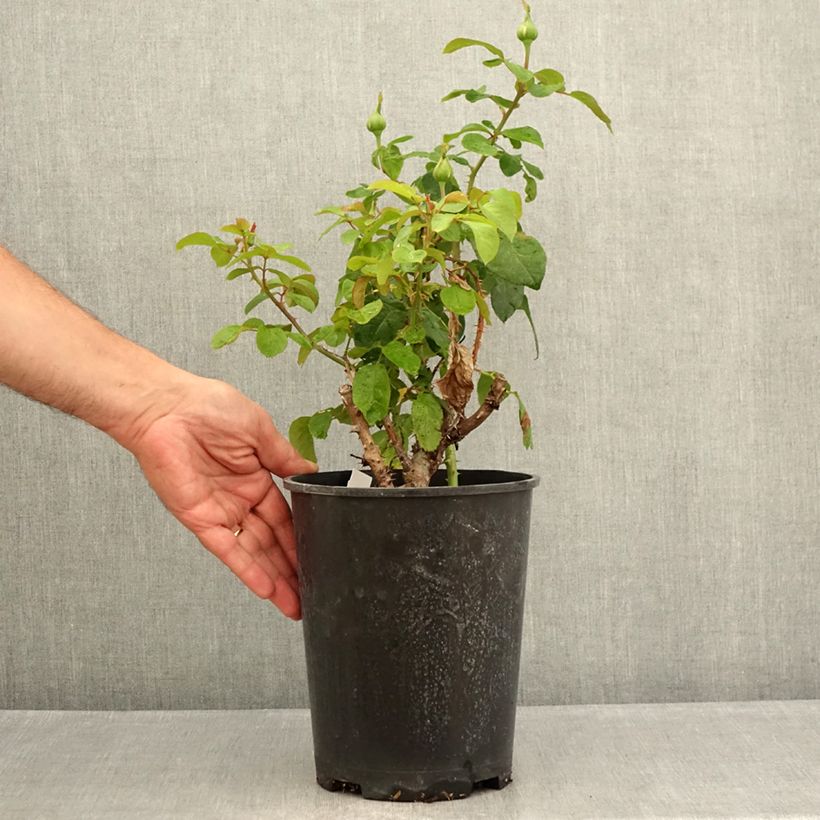 Amostra de Rosier à grandes fleurs André Le Nôtre Vaso de 4 L/5 L tal como entregue no verão