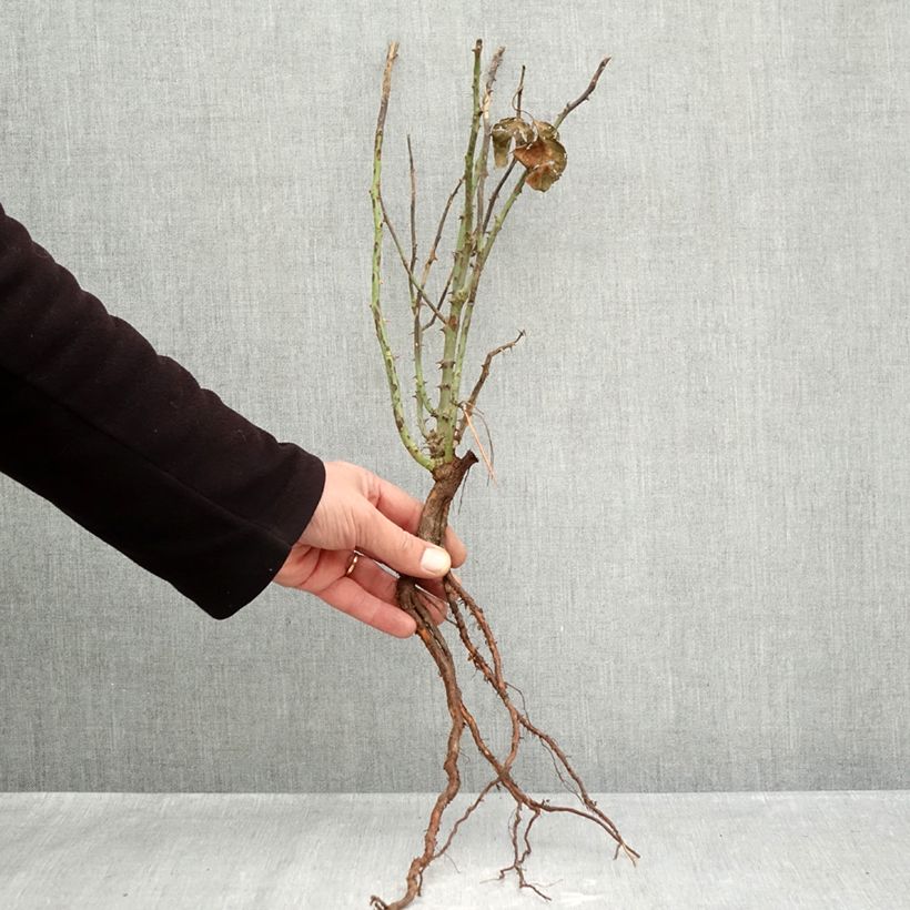 Amostra de Rosier à grandes fleurs André Le Nôtre Raízes nuas tal como entregue no inverno
