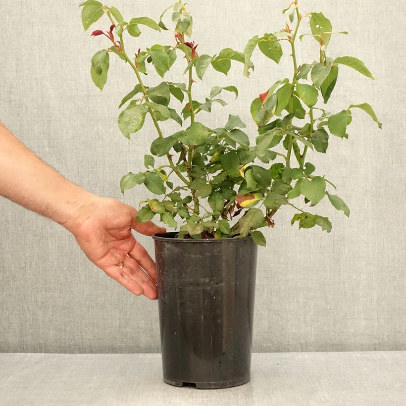 Amostra de Roseira de flor grande André Willemse Vaso de 4 L/5 L tal como entregue no verão