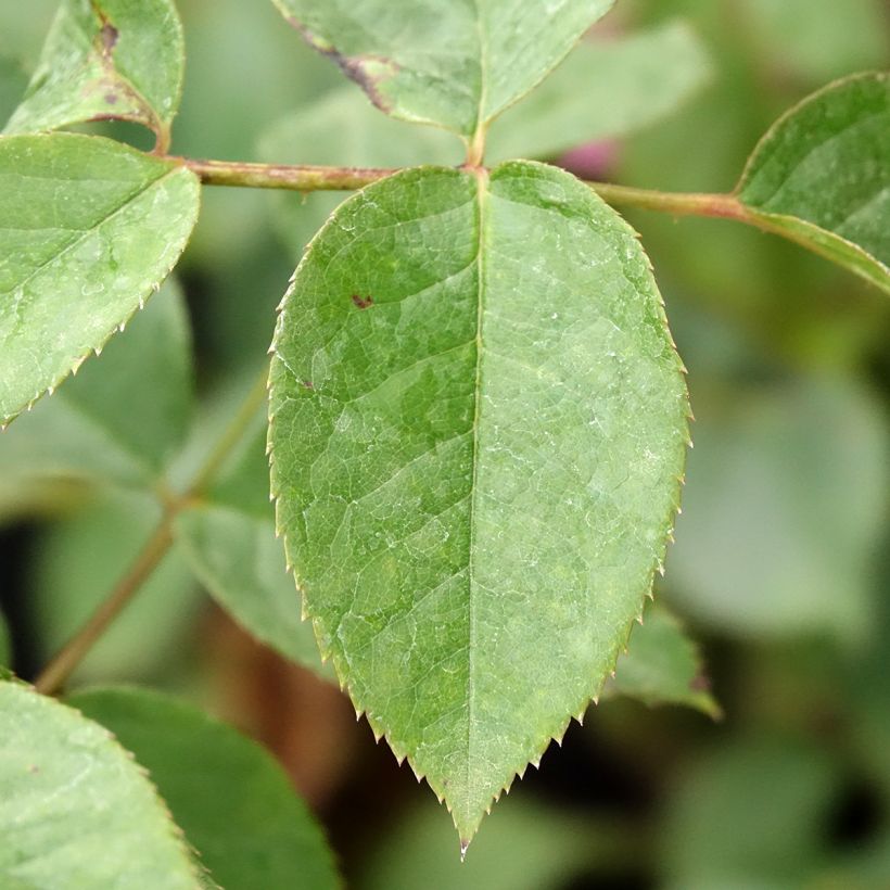 Roseira de flor grande Anggun (Folhagem)