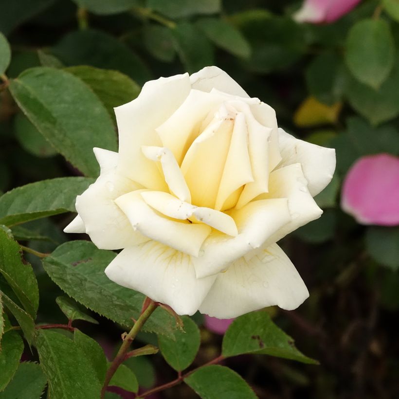 Roseira de flor grande Anggun (Floração)