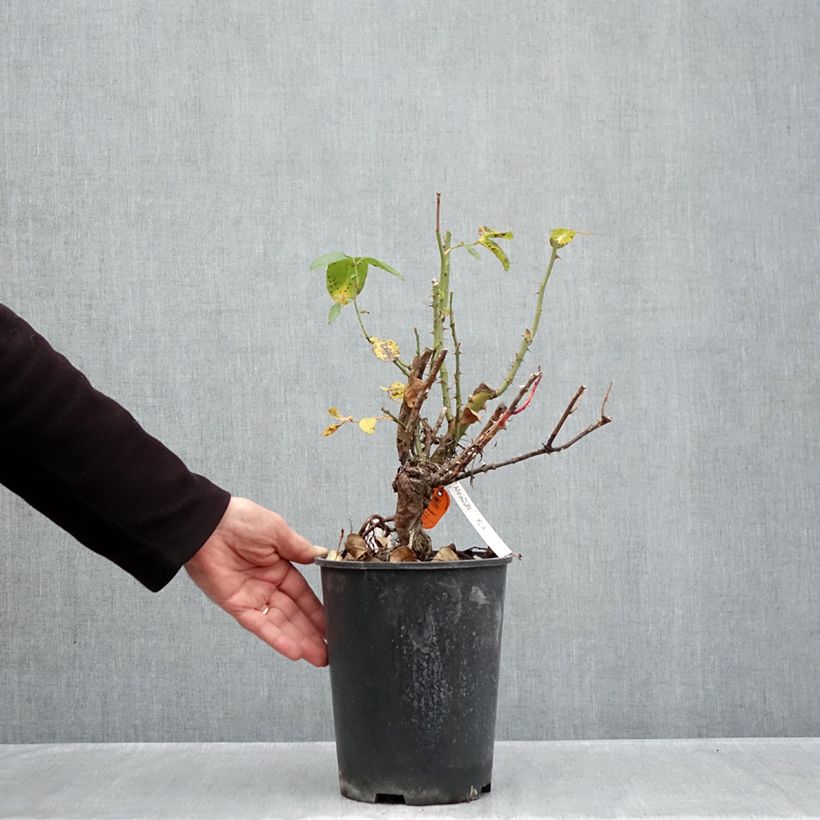 Amostra de Roseira de flor grande Anggun Vaso de 4 L/5 L tal como entregue no outono