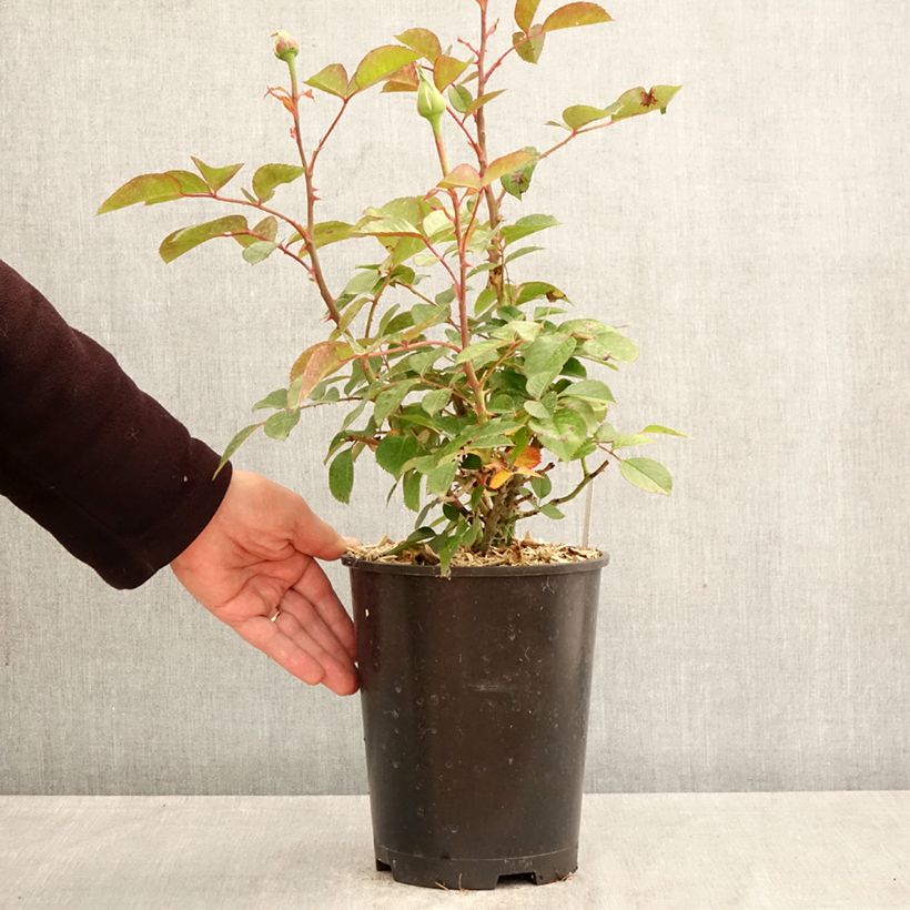 Amostra de Roseira de flor grande Anggun Vaso de 4 L/5 L tal como entregue na primavera