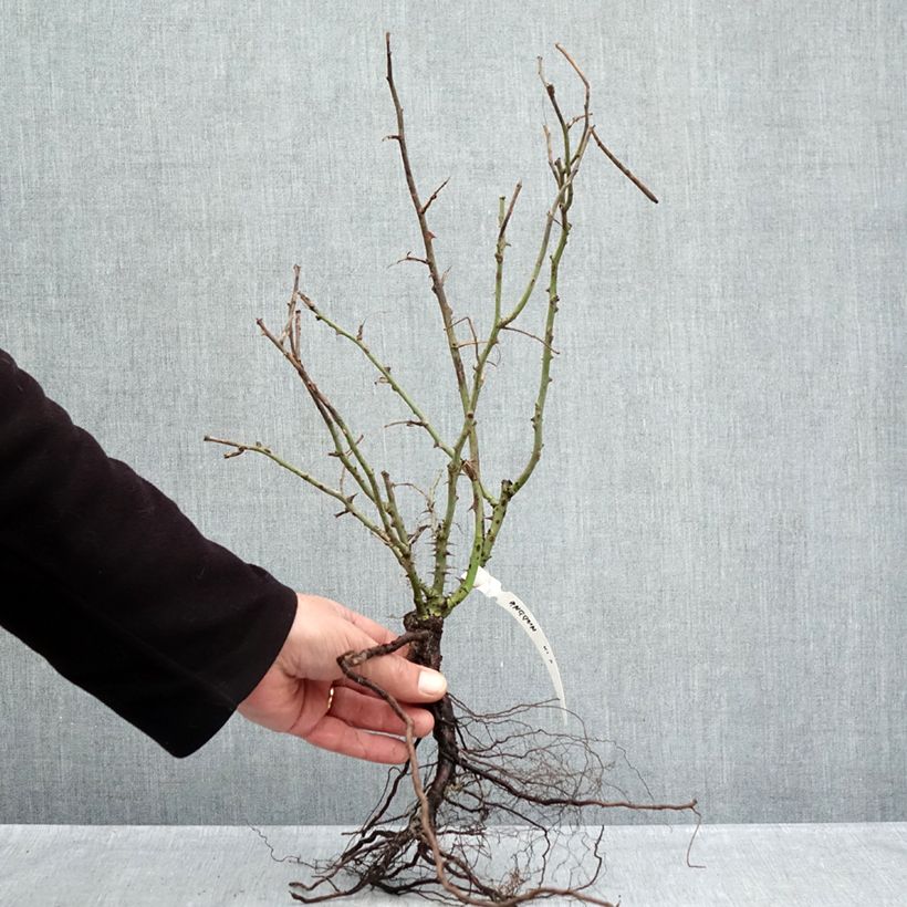 Amostra de Roseira de flor grande Anggun Raízes nuas tal como entregue no inverno