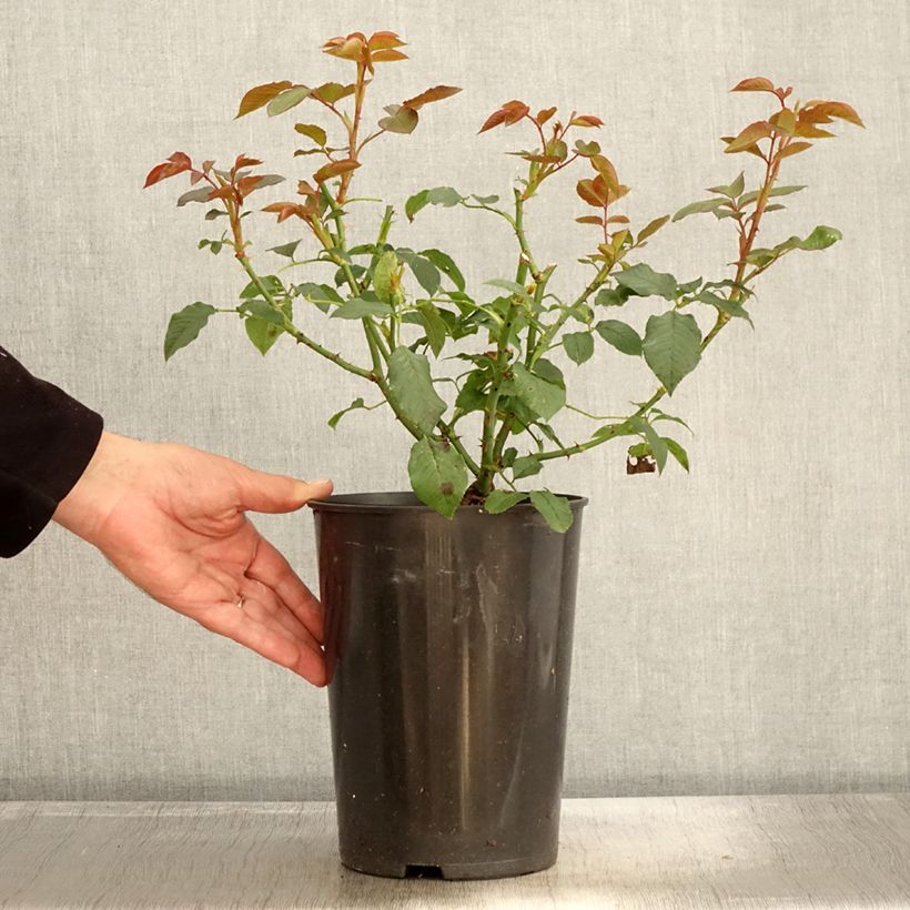 Amostra de Roseira de flor grande Annapurna Vaso de 4 L/5 L tal como entregue no outono