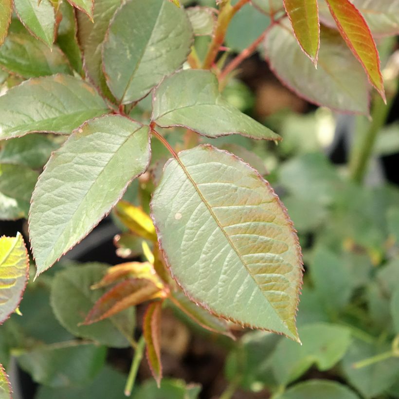 Roseira de flor grande Annapurna (Folhagem)