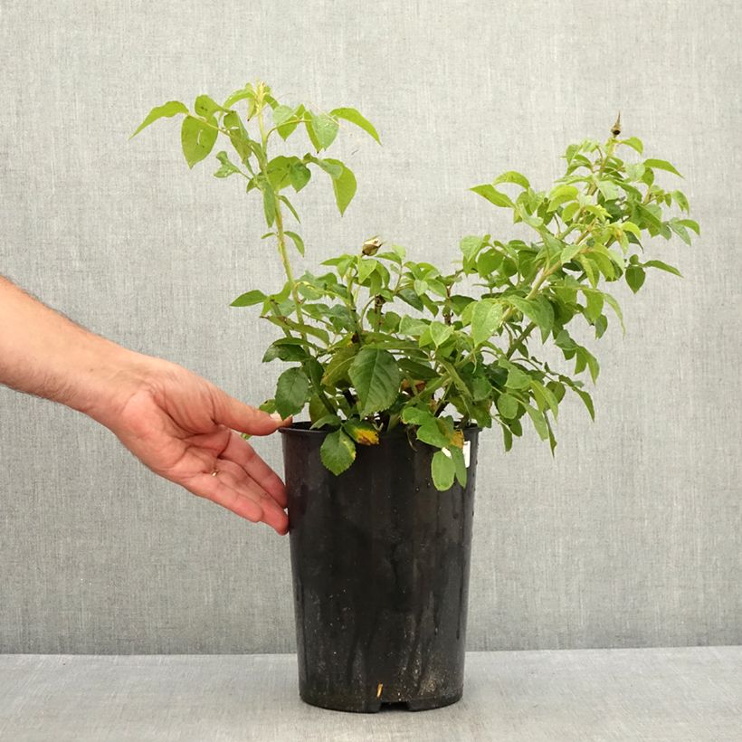 Amostra de Roseira de flor grande Annapurna Vaso de 4 L/5 L tal como entregue no verão