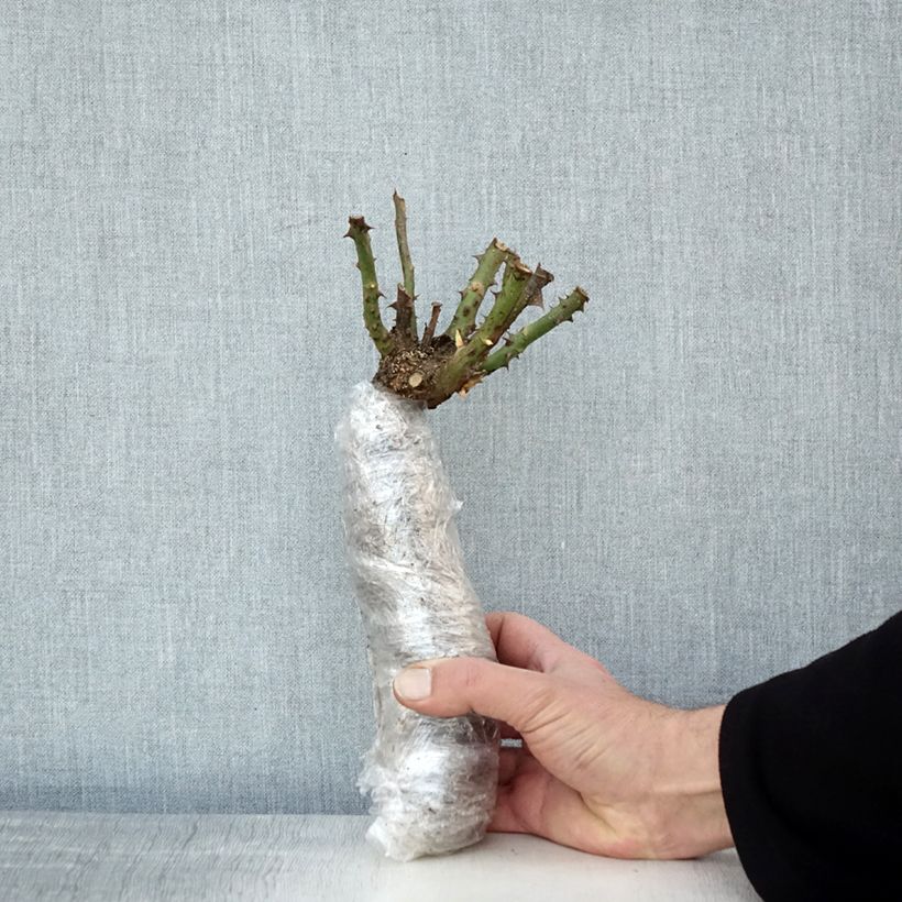 Amostra de Rosier à grandes fleurs Anne Vanderlove Raízes nuas em torrão tal como entregue no inverno