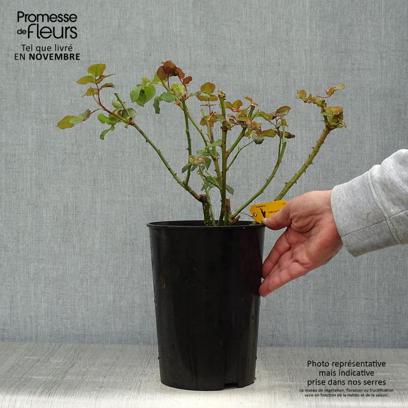Amostra de Roseira de flor grande Astrid Grafin von Hardenberg Vaso de 4 L/5 L tal como entregue no outono