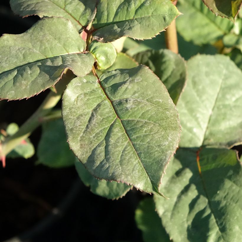 Roseira de flor grande Astrid Grafin von Hardenberg (Folhagem)
