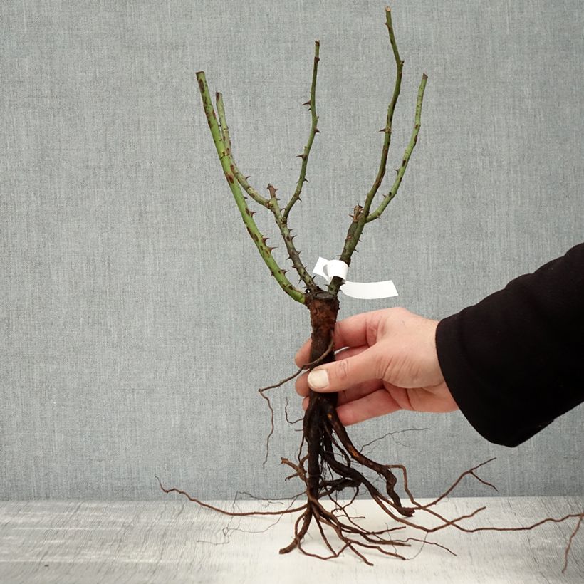 Amostra de Rosier à grandes fleurs Augusta Luise Raízes nuas tal como entregue no inverno