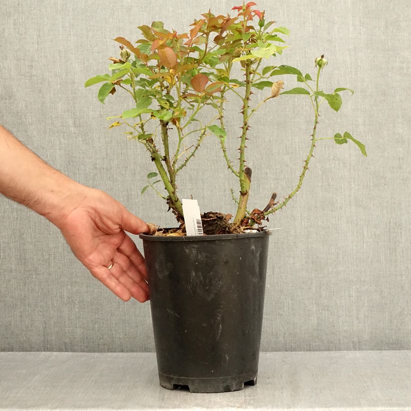 Amostra de Roseira de flor grande Belle du Seigneur Vaso de 4 L/5 L tal como entregue no verão
