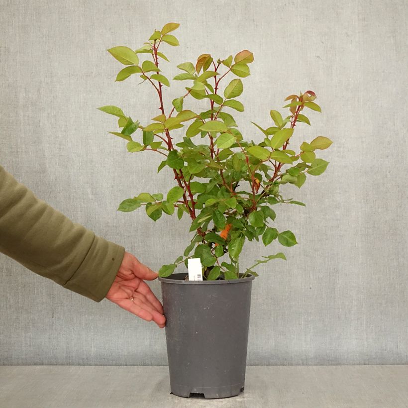 Amostra de Roseira de flor grande Belle Romantica - Rosa Vaso de 4 L/5 L tal como entregue na primavera