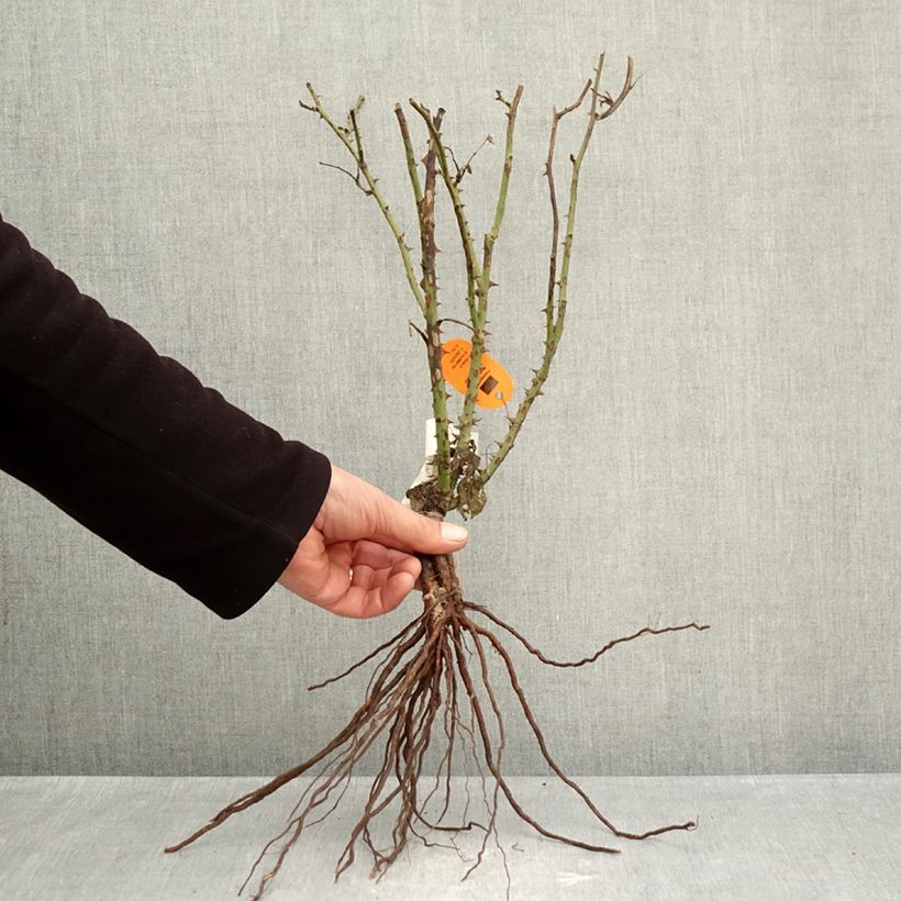 Amostra de Roseira de flor grande Belle Romantica Raízes nuas tal como entregue no inverno