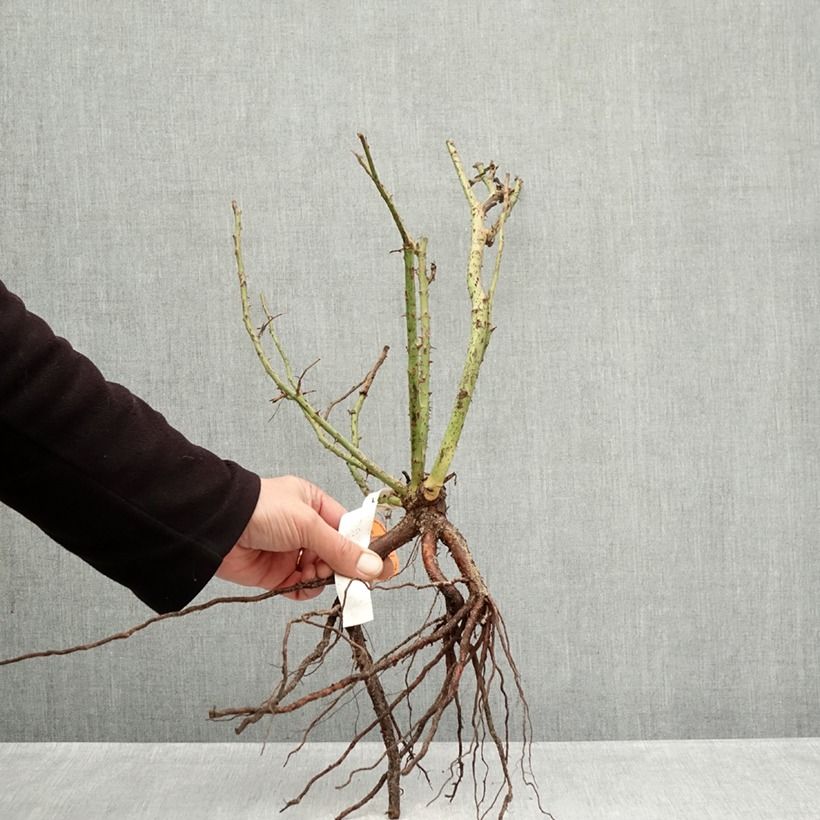 Amostra de Rosier à grandes fleurs Belles Rives Raízes nuas tal como entregue no inverno