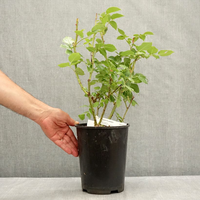 Amostra de Roseira de flor grande Bernadette Lafont Vaso de 4 L/5 L tal como entregue no verão