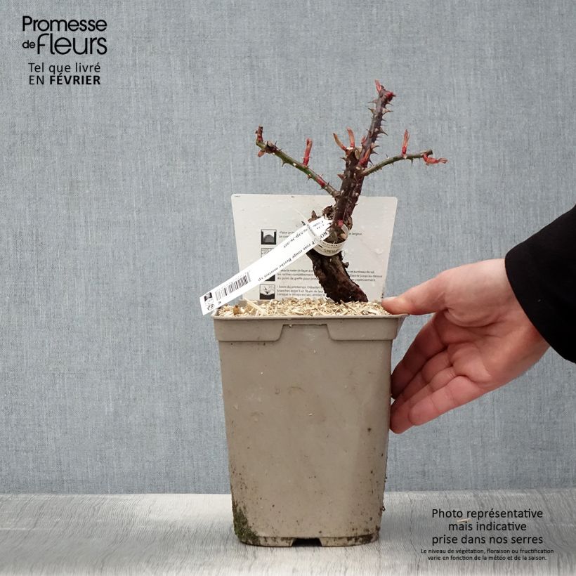 Amostra de Rosier à grandes fleurs Berthe Morisot Pot de 3L/4L tal como entregue no inverno