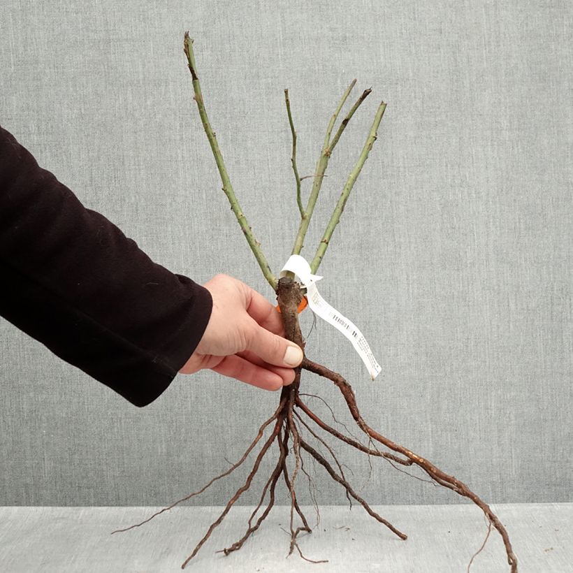 Amostra de Roseira de flor grande Black Baccara Raízes nuas tal como entregue no inverno