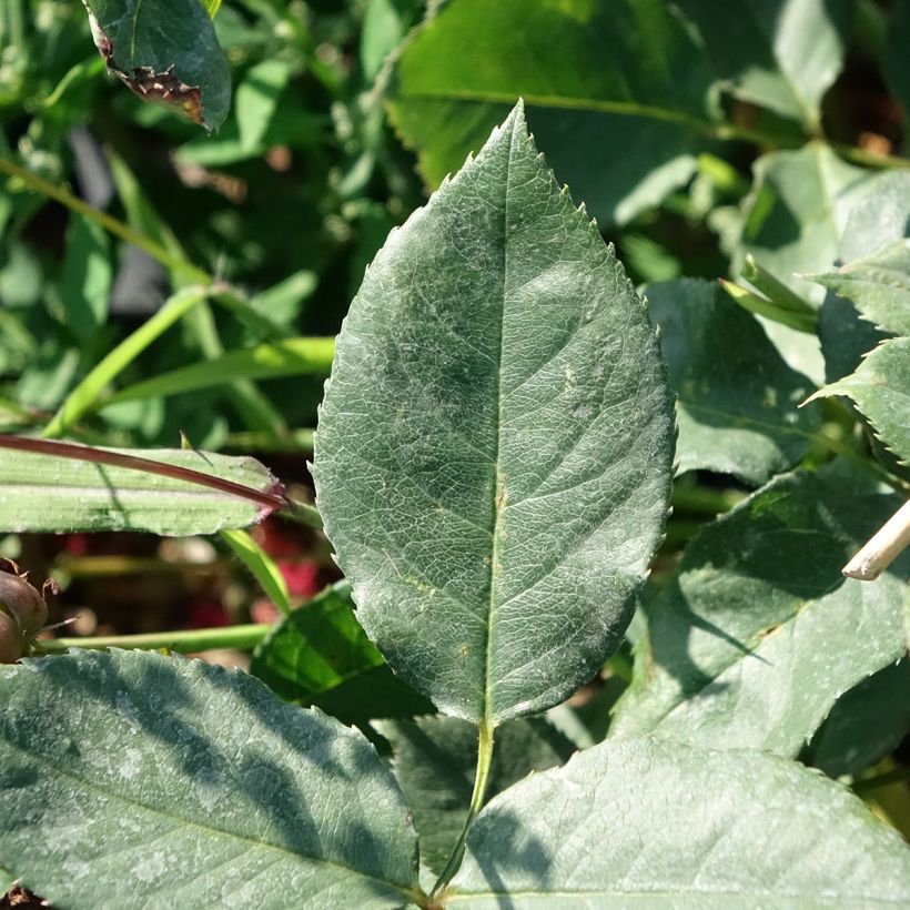 Roseira de flor grande Black Perfumella (Folhagem)