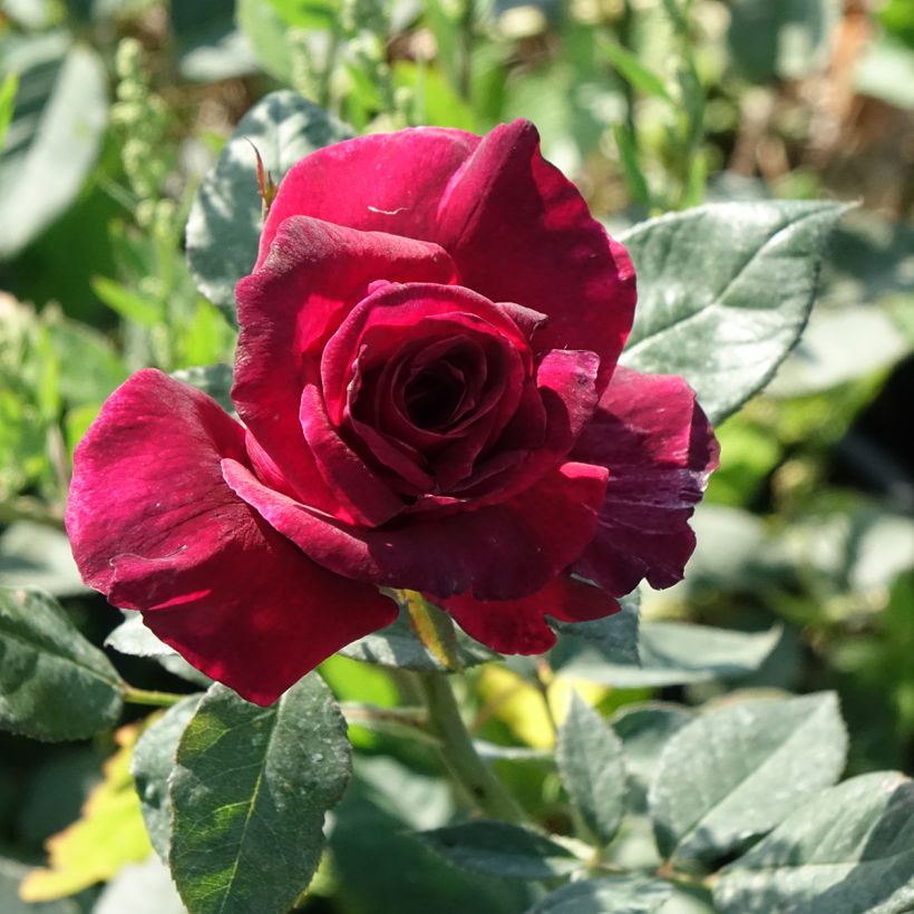 Roseira de flor grande Black Perfumella (Floração)