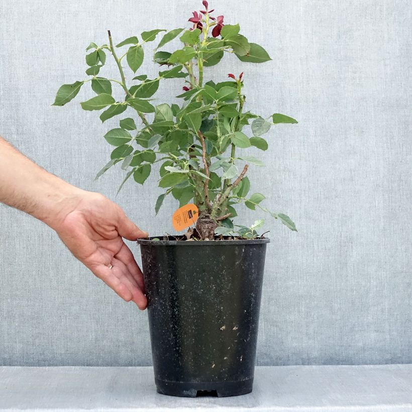 Amostra de Rosier à grandes fleurs Black Perfumella Pot de 4L/5L tal como entregue no verão