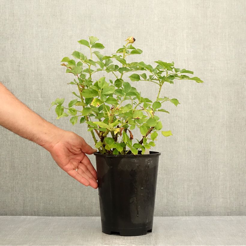 Amostra de Roseira de flor grande Blue Eden Vaso de 4 L/5 L tal como entregue no verão