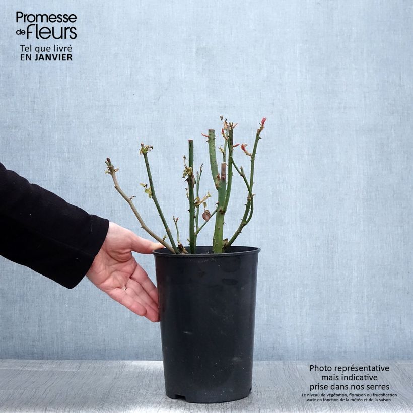 Amostra de Roseira de flor grande Blue River Vaso de 3 L/4 L tal como entregue no inverno