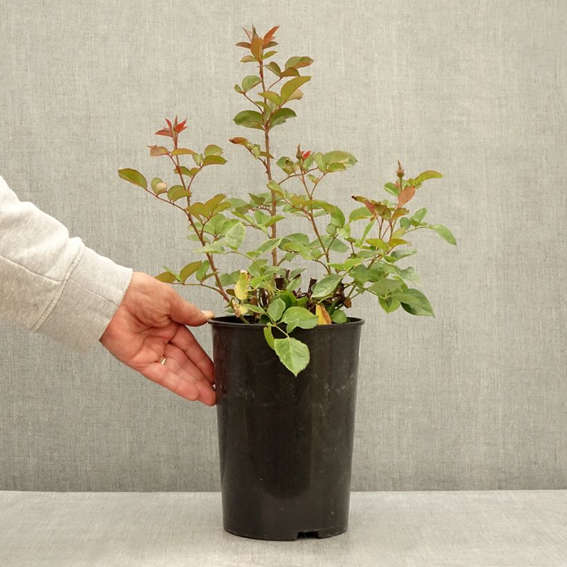 Amostra de Roseira de flor grande Blue River Vaso de 3 L/4 L tal como entregue no verão