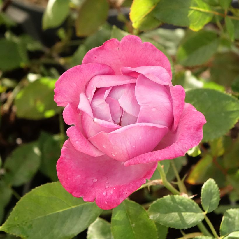 Roseira de flor grande Blue River (Floração)