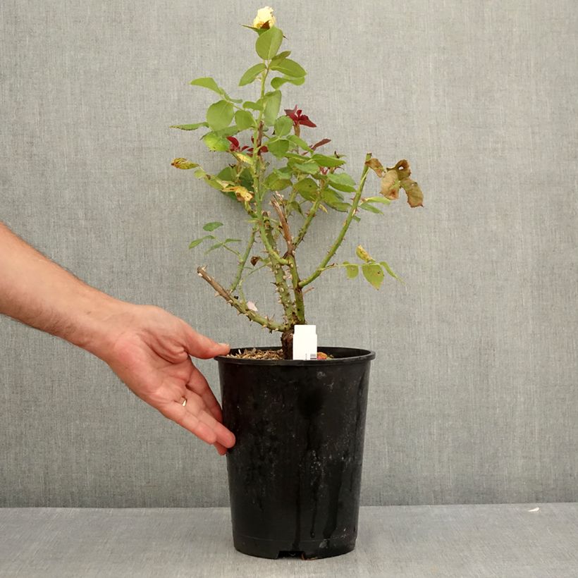 Amostra de Roseira de flor grande Boreale Vaso de 4 L/5 L tal como entregue no verão