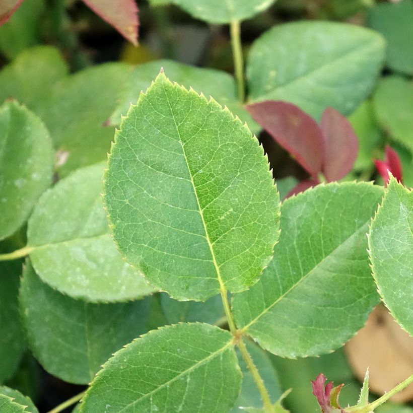 Roseira de flor grande Boreale (Folhagem)