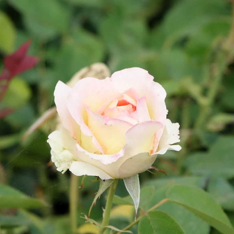Roseira de flor grande Boreale (Floração)