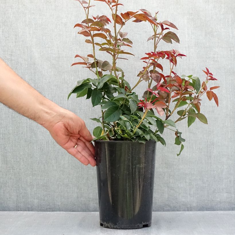 Amostra de Roseira de flor grande Borneo Odore Vaso de 4 L/5 L tal como entregue no verão
