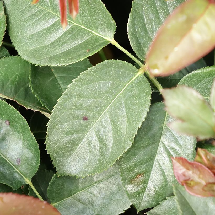 Roseira de flor grande Borneo Odore (Folhagem)