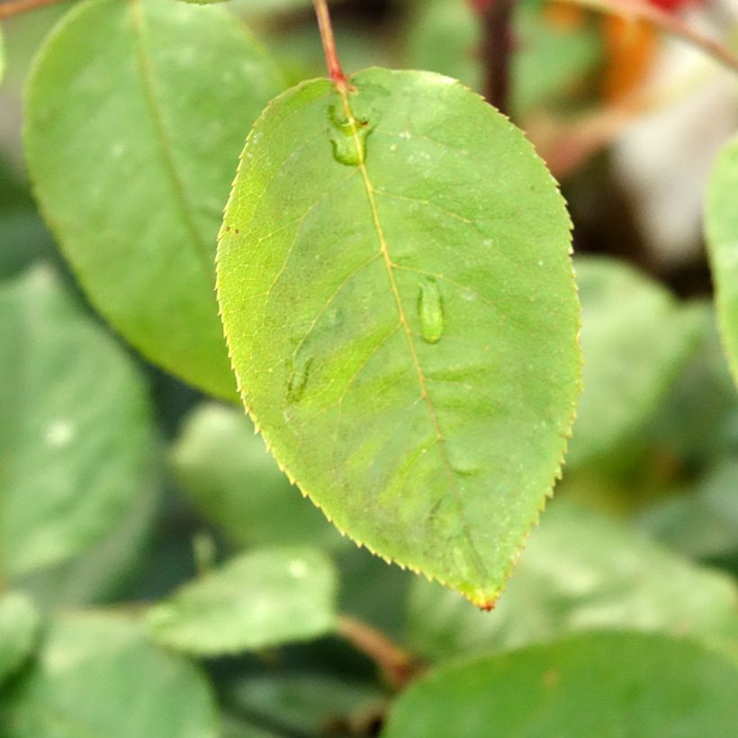 Roseira de flor grande Botero (Folhagem)