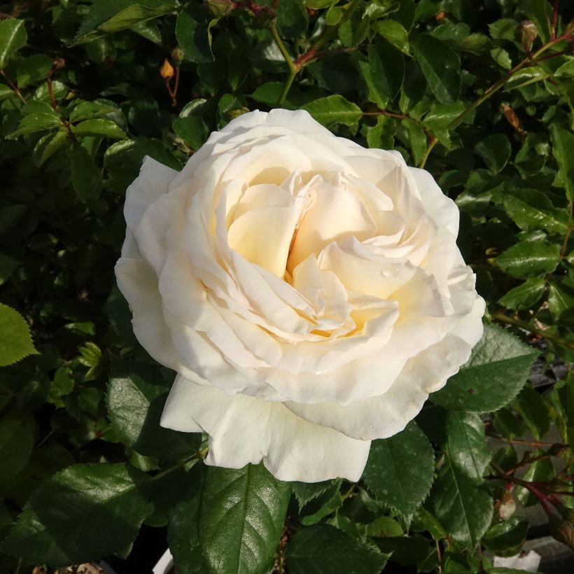 Roseira de flor grande Camille Claudel (Floração)